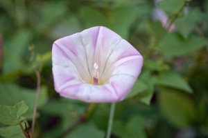 マクロレンズで撮影・花3