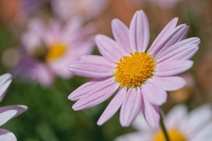 マクロレンズで撮影・花2