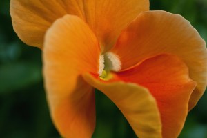 マクロレンズで撮影・花1